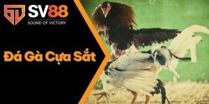 Đá Gà Cựa Sắt