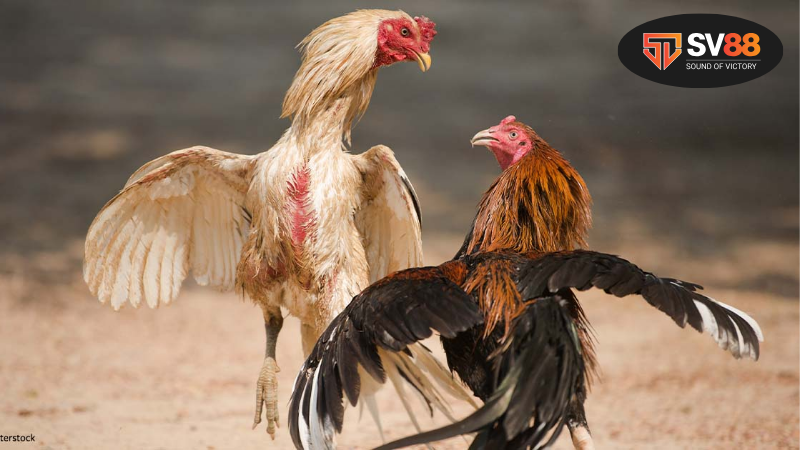 Sức hấp dẫn của trận đá gà 24 tỷ - những yếu tố làm nên thương hiệu