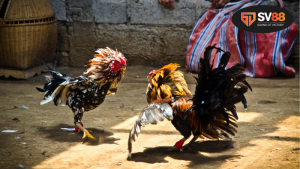 Khác biệt giữa đá gà bình thường và đá gà 5 tỷ – Đẳng cấp và sự đầu tư đỉnh cao