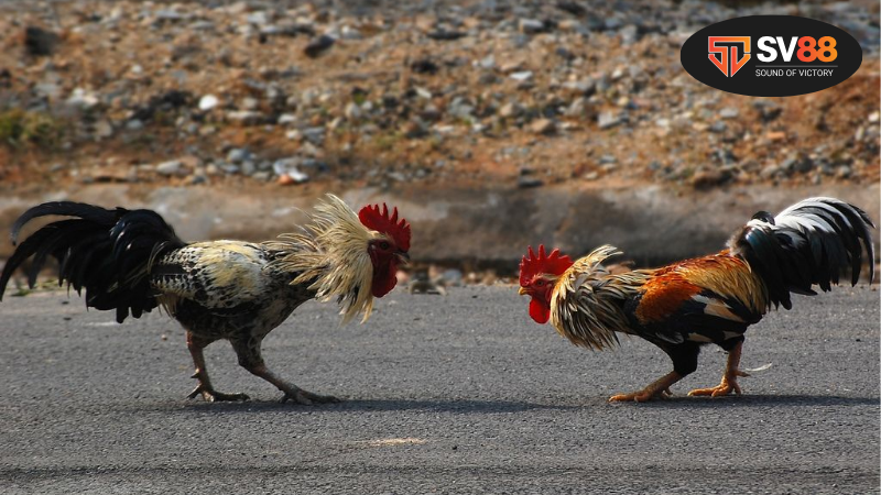 Xu hướng xem đá gà video trực tuyến hiện nay