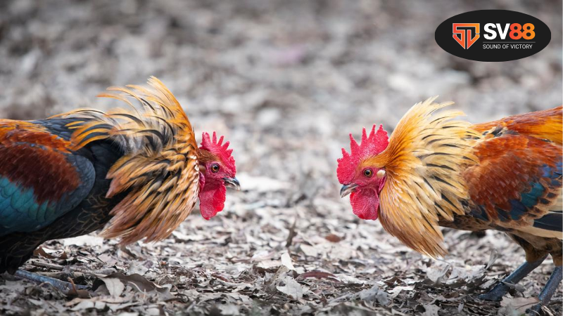 Hiểu rõ về luật đá gà - Cơ sở pháp lý và quy định chung