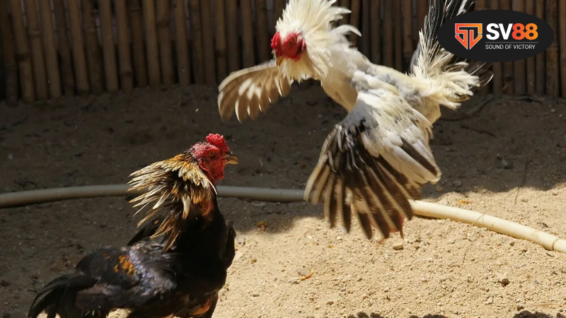 Những Điểm Nổi Bật của Đá Gà MCW Casino