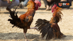 Ý nghĩa của "ăn 5" trong đá gà